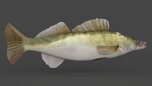 3D Fish Zander model
