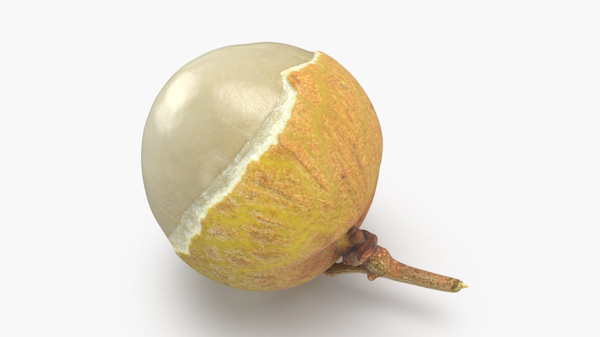 3D Peeled Longan 01 Model - TurboSquid 2113492
