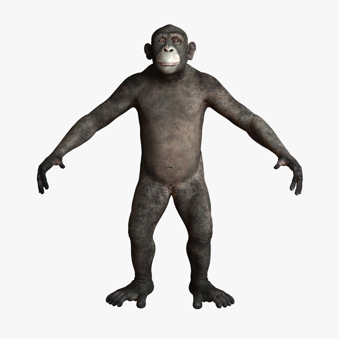 Chimpanzee Chimp 3d Model