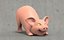 3D pig model