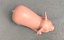 3D pig model