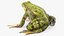 Frog Rigged