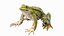 Frog Rigged