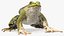 Frog Rigged
