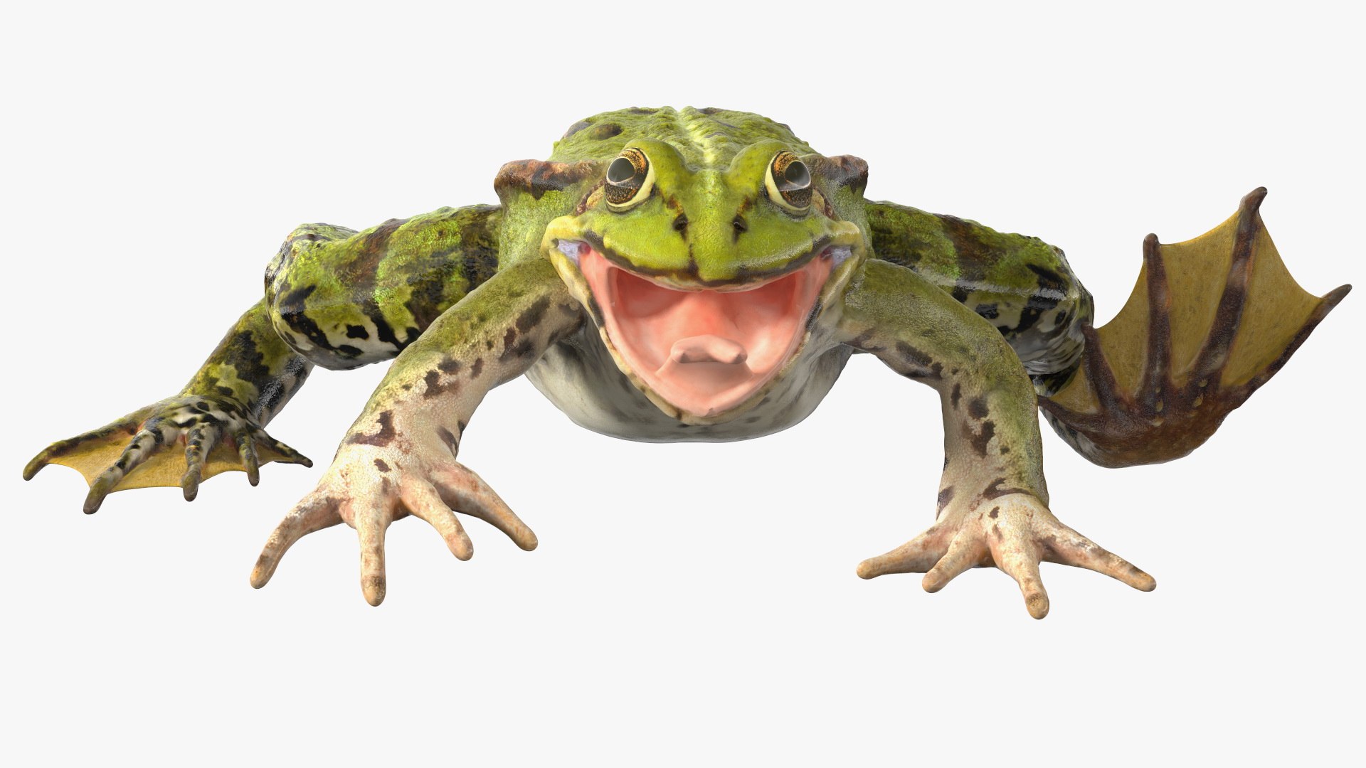 3D model rigged green frog https://p.turbosquid.com/ts-thumb/QG/S36bHO/5v/frogriggedmb3dmodel016/jpg/1617070994/1920x1080/fit_q87/6e6c4a97b7a47b2bea2dddfa3f36e72b5da418b9/frogriggedmb3dmodel016.jpg