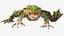 Frog Rigged