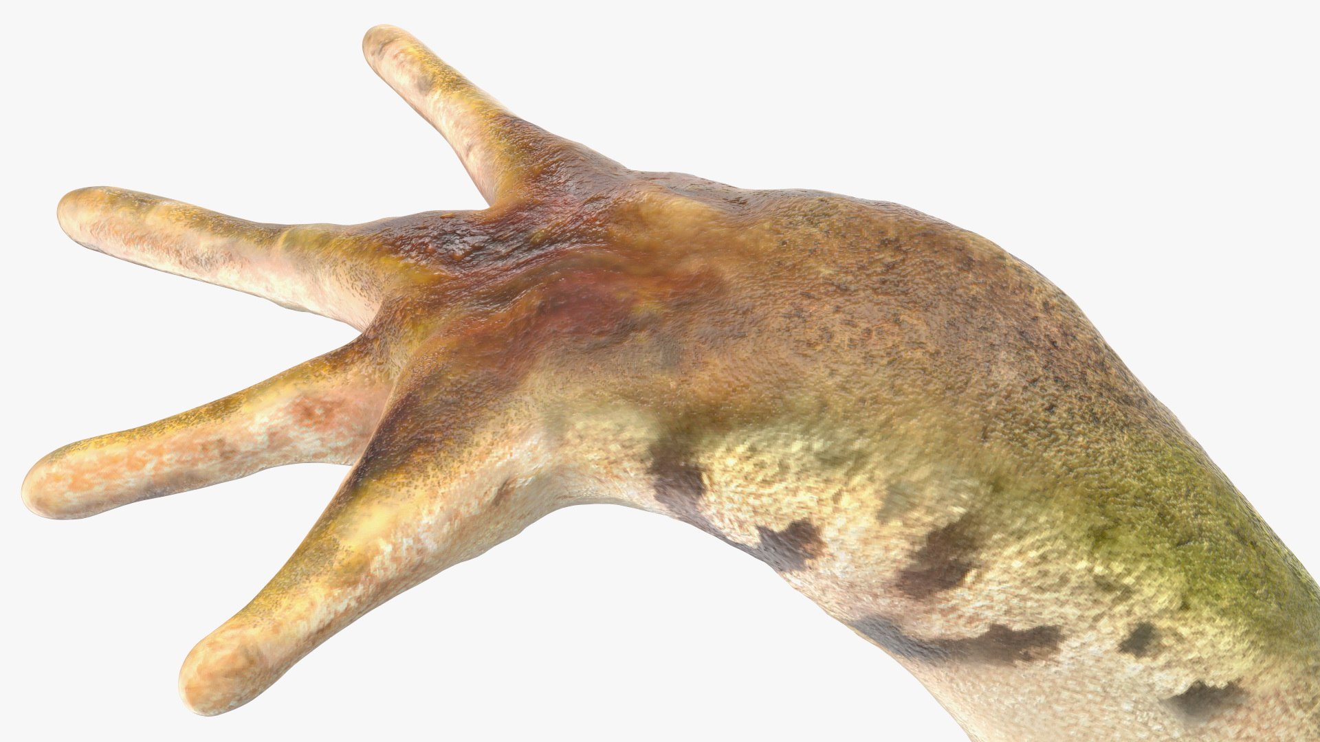 3D model rigged green frog https://p.turbosquid.com/ts-thumb/QG/S36bHO/6x/frogriggedmb3dmodel026/jpg/1617071055/1920x1080/fit_q87/0f569473898b5b6f78a1c2752b1aa468da1ee230/frogriggedmb3dmodel026.jpg