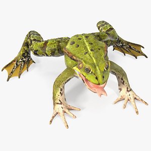 3D model rigged green frog