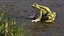 Frog Rigged