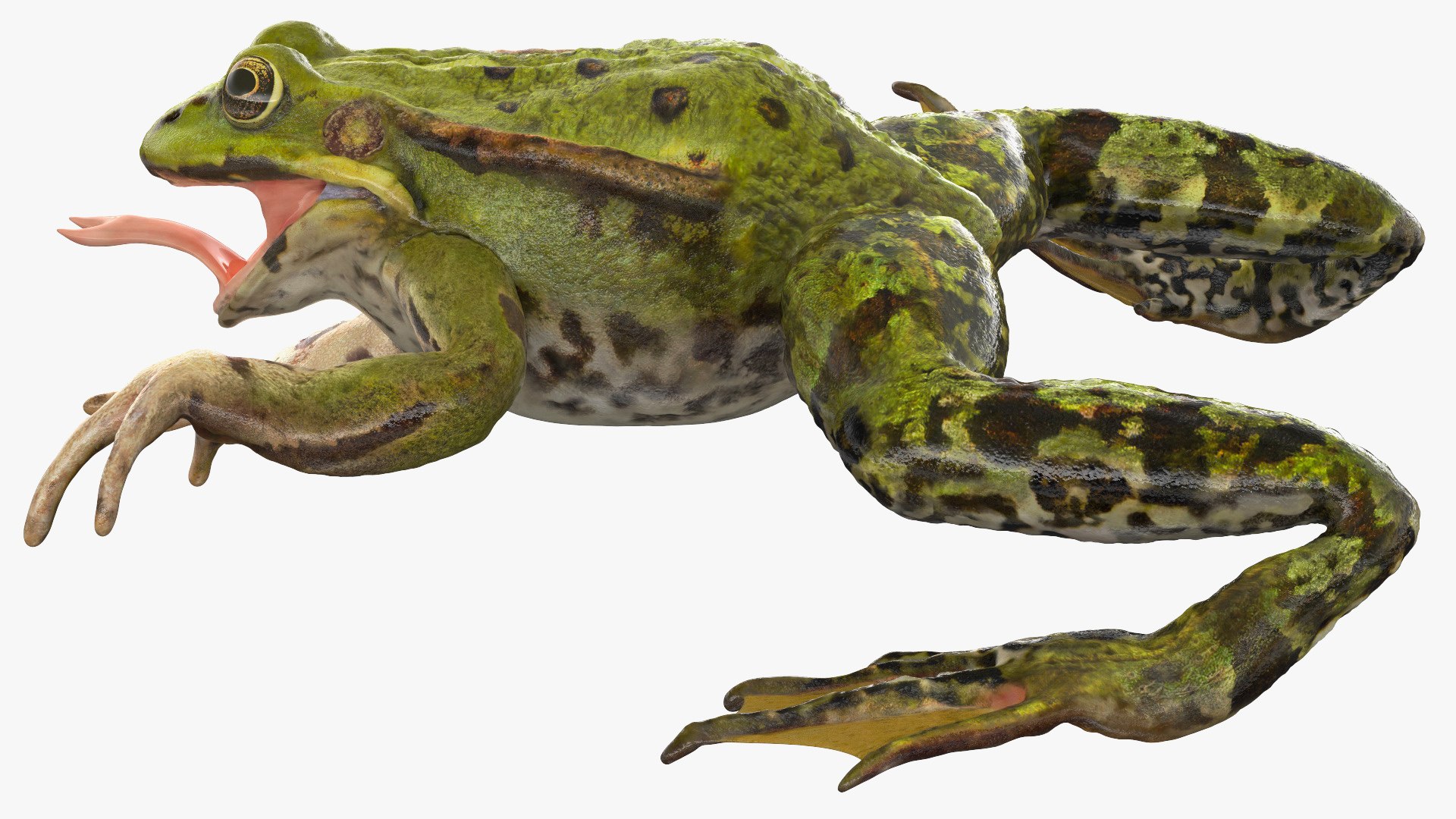 3D model rigged green frog https://p.turbosquid.com/ts-thumb/QG/S36bHO/D5/frogriggedmb3dmodel015/jpg/1617070988/1920x1080/fit_q87/c7929699778cc3517fb67992c79dbd1e736bec5b/frogriggedmb3dmodel015.jpg