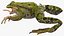 Frog Rigged
