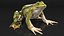 Frog Rigged