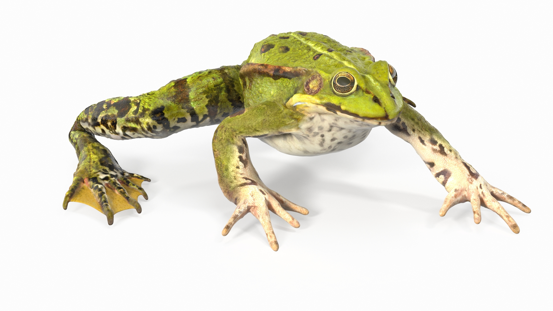 3D model rigged green frog https://p.turbosquid.com/ts-thumb/QG/S36bHO/Nv/frog_rigged_362/jpg/1617068636/1920x1080/turn_fit_q99/9efa765c61df3e20989a8a5c84dca46a9b07105b/frog_rigged_362-1.jpg