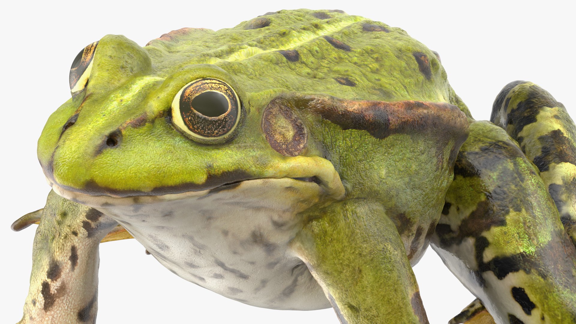 3D model rigged green frog https://p.turbosquid.com/ts-thumb/QG/S36bHO/Tl/frogriggedmb3dmodel022/jpg/1617071028/1920x1080/fit_q87/d70311f41315cfd2687f97c6d01d290abdfc118d/frogriggedmb3dmodel022.jpg