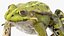 Frog Rigged