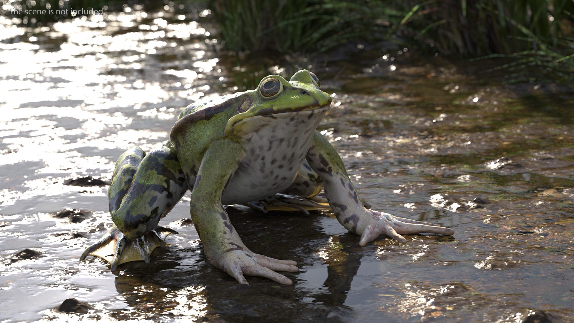 3D model rigged green frog https://p.turbosquid.com/ts-thumb/QG/S36bHO/Y3/frogriggedmb3dmodel005/jpg/1617070926/1920x1080/fit_q87/713198be6d58230f2d6aa7edecba3d5ad79dc73e/frogriggedmb3dmodel005.jpg