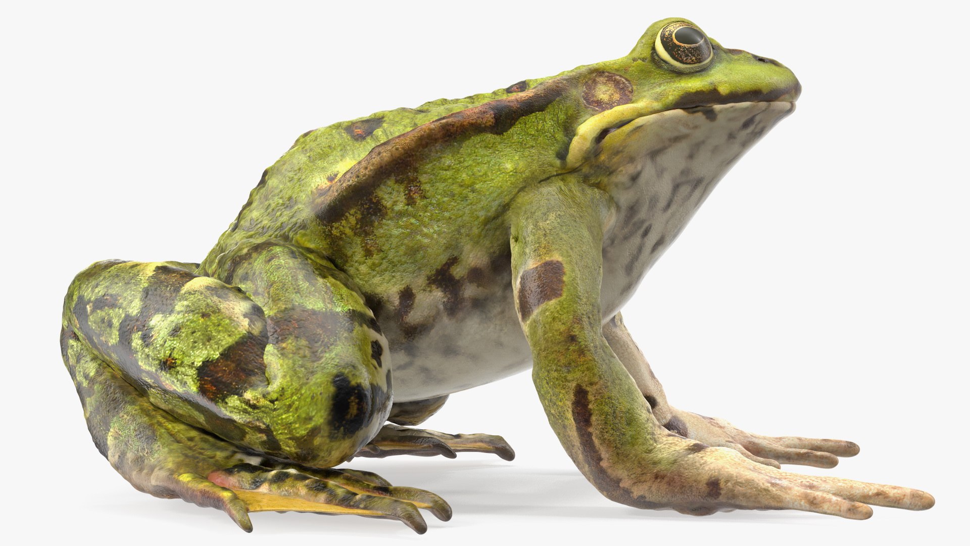3D model rigged green frog https://p.turbosquid.com/ts-thumb/QG/S36bHO/dH/frogriggedmb3dmodel019/jpg/1617071012/1920x1080/fit_q87/a1ddcf40656617cb9e9b98a8e2d91d995342a319/frogriggedmb3dmodel019.jpg