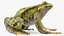 Frog Rigged