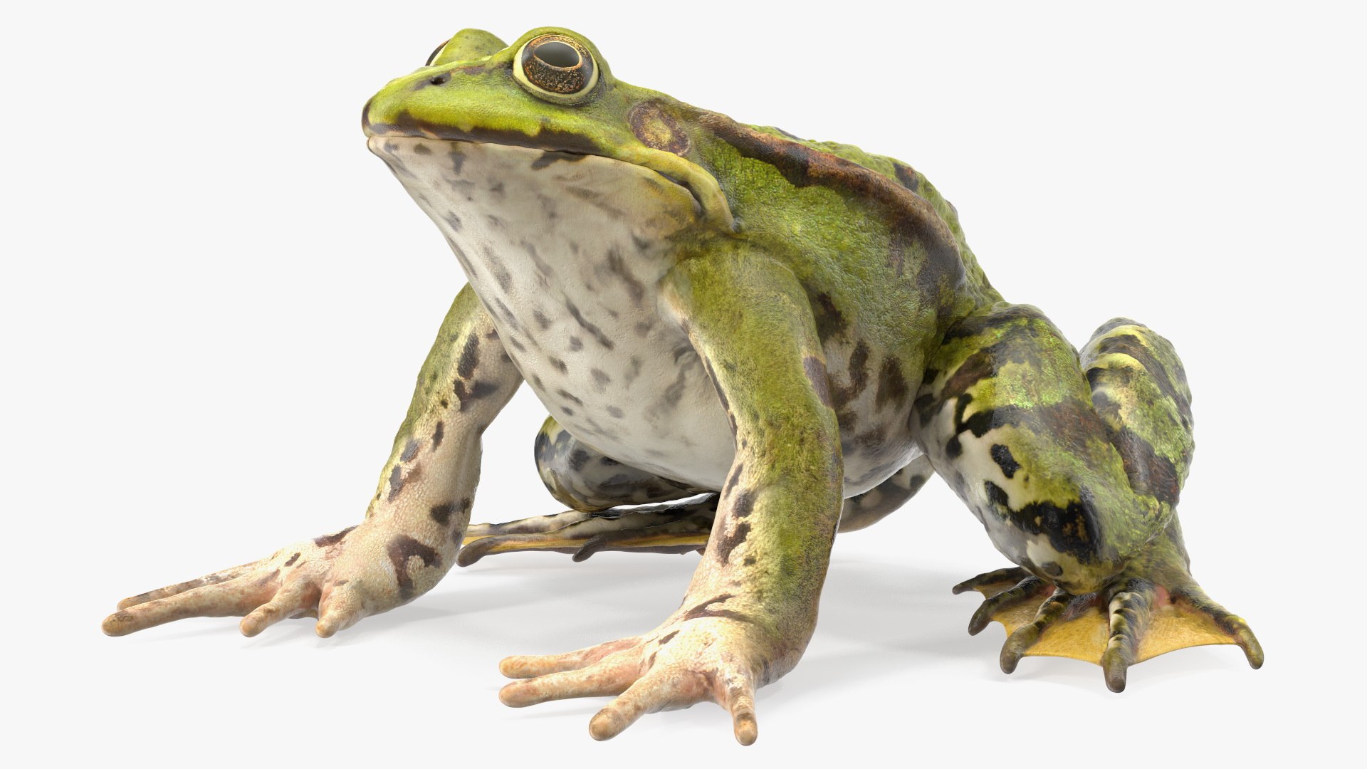 3D model rigged green frog https://p.turbosquid.com/ts-thumb/QG/S36bHO/fb/frogriggedmb3dmodel017/jpg/1617071001/1920x1080/fit_q87/e3955bc6cdafa1c620beabf1d682a8960a2e81cd/frogriggedmb3dmodel017.jpg