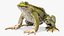 Frog Rigged