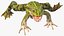 Frog Rigged