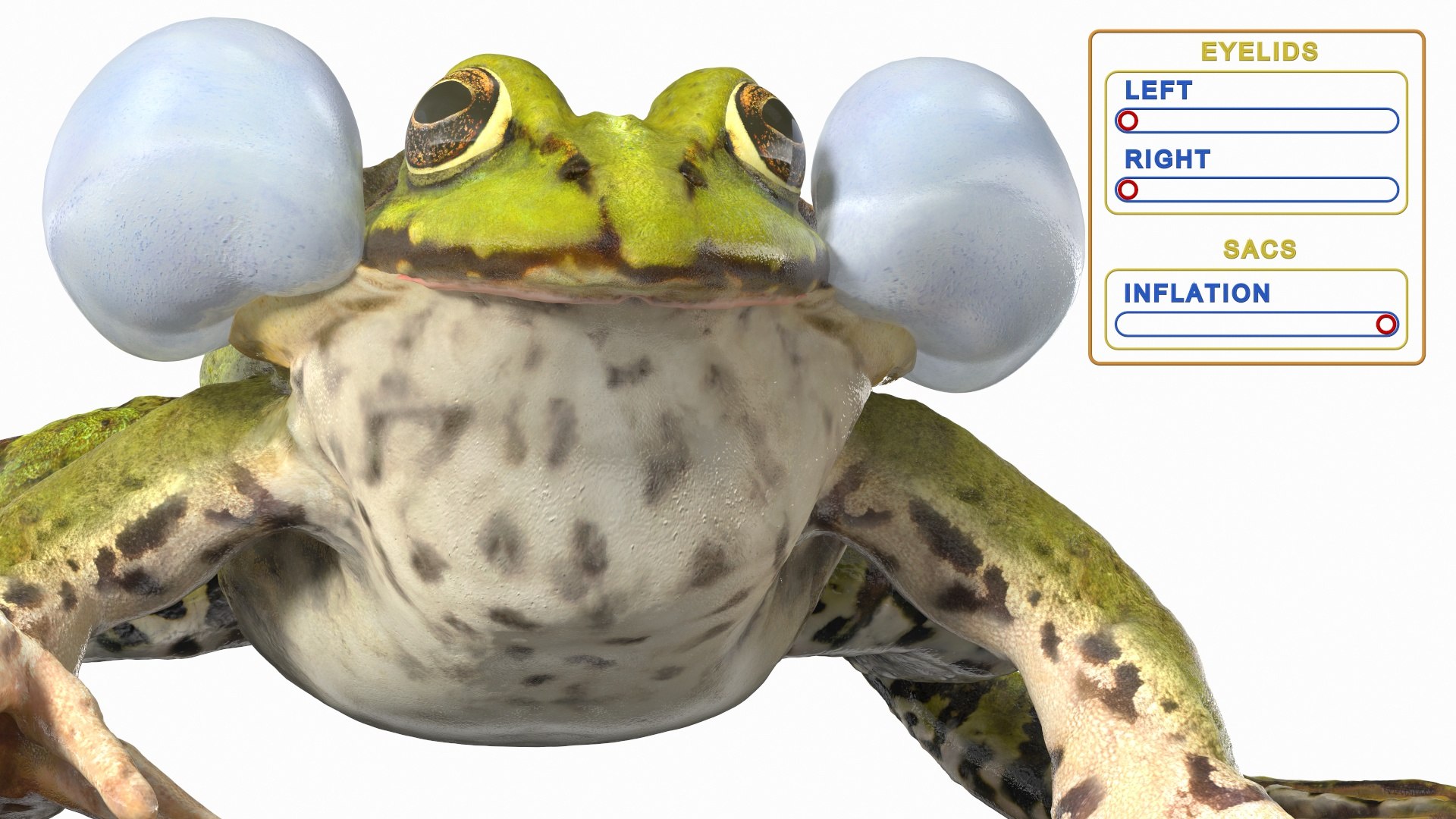 3D model rigged green frog https://p.turbosquid.com/ts-thumb/QG/S36bHO/kn/frogriggedmb3dmodel003/jpg/1617070914/1920x1080/fit_q87/bbe2a3380ce81d8dde1427bcff983cda50037ce7/frogriggedmb3dmodel003.jpg