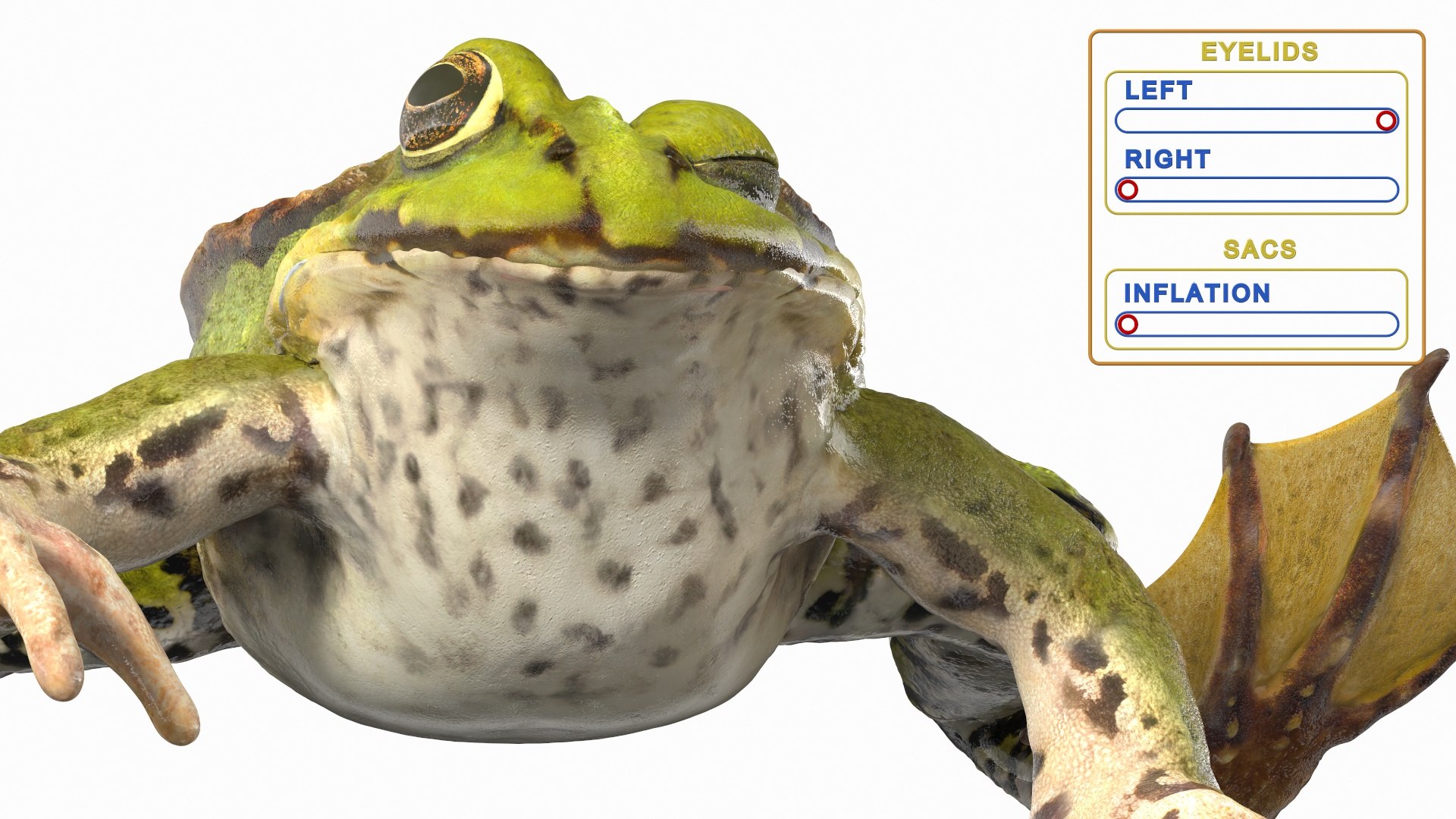 3D model rigged green frog https://p.turbosquid.com/ts-thumb/QG/S36bHO/mL/frogriggedmb3dmodel002/jpg/1617070909/1920x1080/fit_q87/bc4adddd7b19feb0f245fe0f2b1d9856cd92ef5e/frogriggedmb3dmodel002.jpg