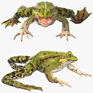 3D model rigged green frog