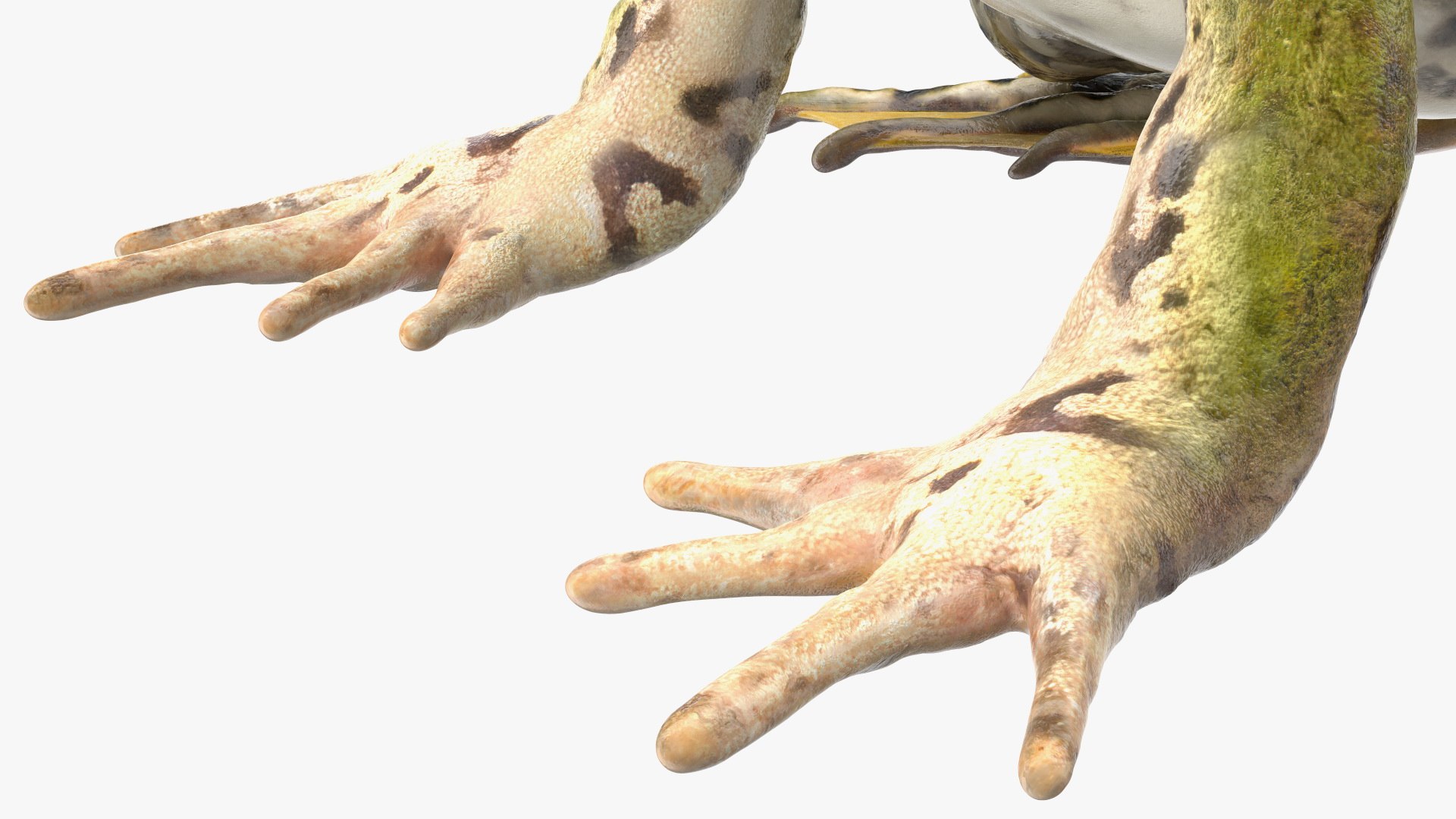 3D model rigged green frog https://p.turbosquid.com/ts-thumb/QG/S36bHO/wA/frogriggedmb3dmodel023/jpg/1617071034/1920x1080/fit_q87/710051383350de1248b3ad625c7fe7da57d3d00f/frogriggedmb3dmodel023.jpg