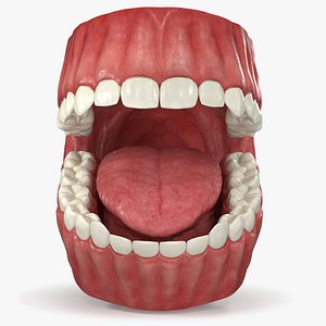 Realistic Human Dentition Model With Gums Teeth and Tongue