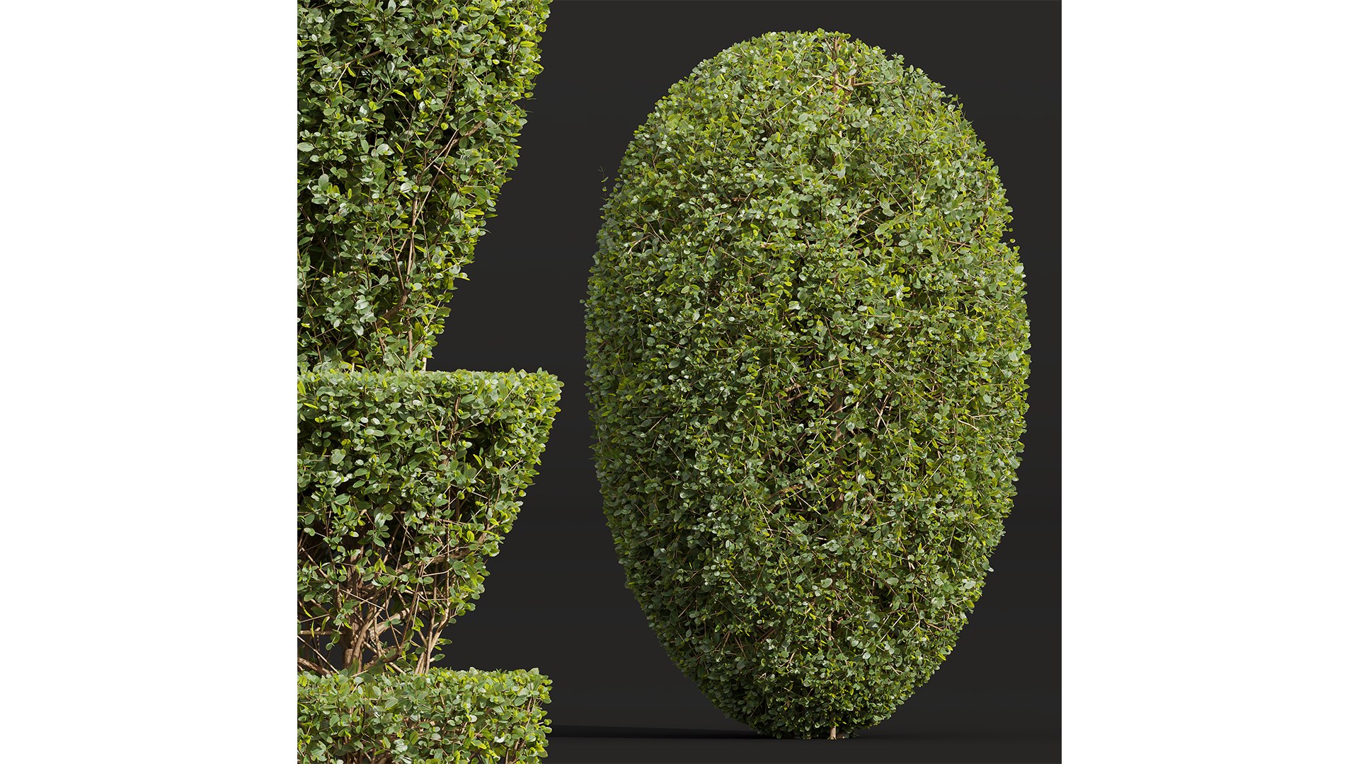 New Plant Ficus Concinna Bonsai Pruned04 3D model https://p.turbosquid.com/ts-thumb/QG/hb3WuZ/HI/z02/png/1709556988/1920x1080/fit_q87/3e7fbbea157b62371854c75704c4484fe2a685c2/z02.jpg