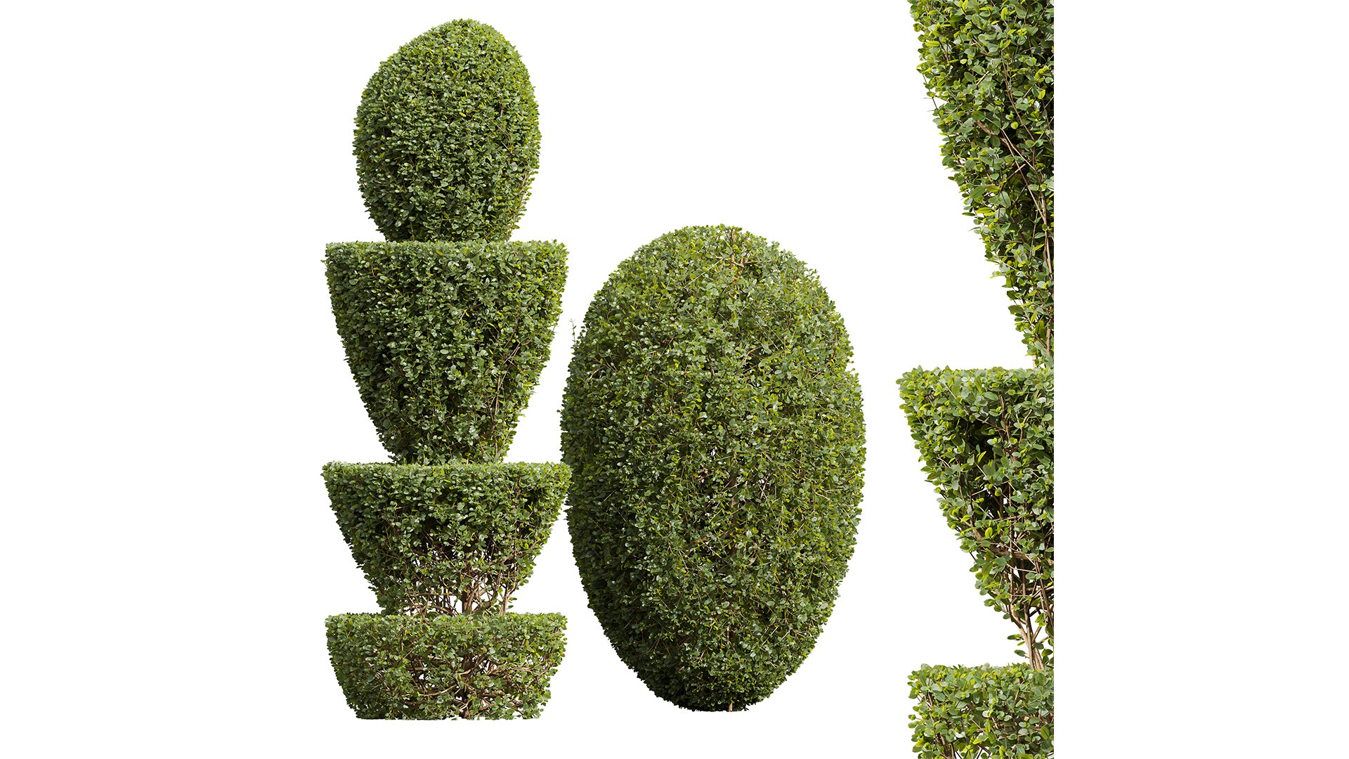 New Plant Ficus Concinna Bonsai Pruned04 3D model https://p.turbosquid.com/ts-thumb/QG/hb3WuZ/p6/z01/png/1709556992/1920x1080/fit_q87/06642127b10b9b935f6ad30dd33b24ff71038d8b/z01.jpg