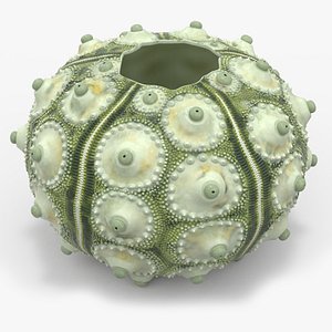 Sputnik Sea Urchin Seashell Green