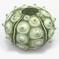 Sputnik Sea Urchin Seashell Green