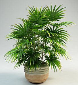 3d lady palm