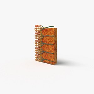 Human retina 3D model