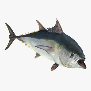 tuna fish rigged 3d model