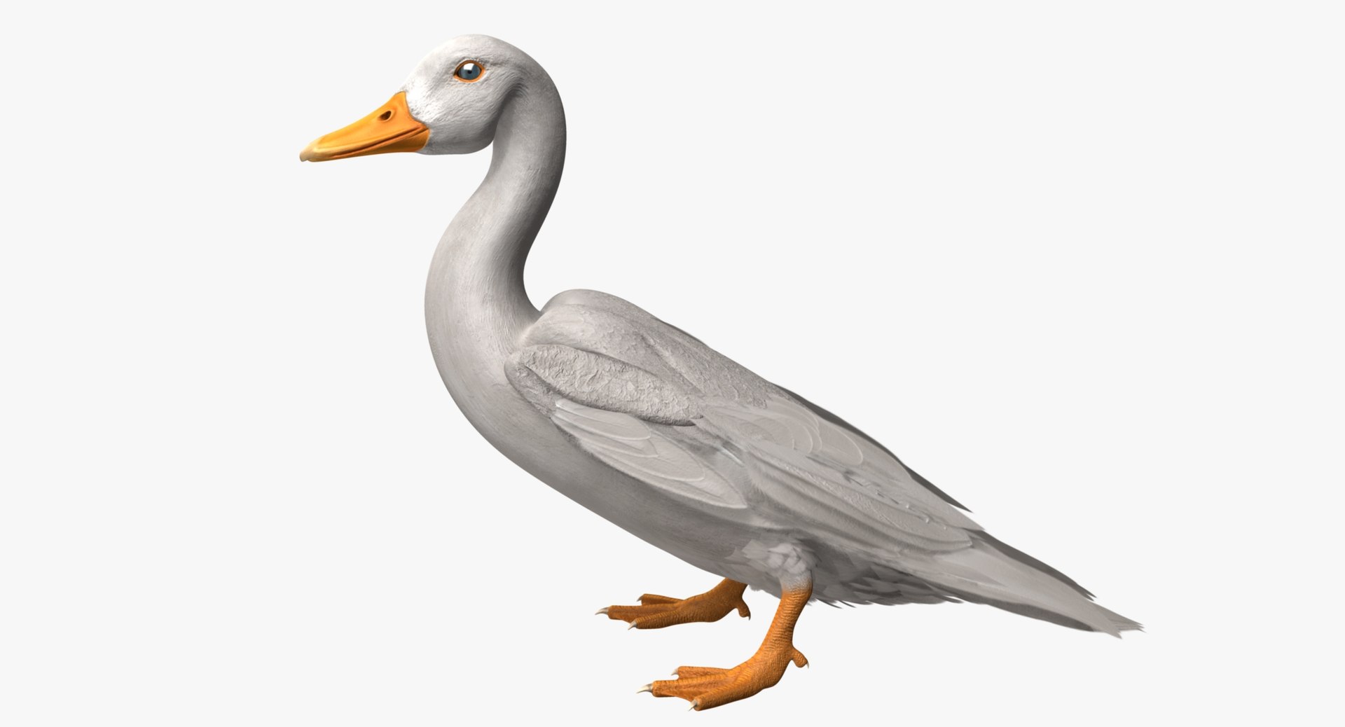 anas platyrhynchos white domestic 3d obj https://p.turbosquid.com/ts-thumb/QH/1MNpSs/BN9DZjeN/rp02/jpg/1465538391/1920x1080/fit_q87/1be488701ebfdc41ba18001d698de4a7e6f8f19b/rp02.jpg
