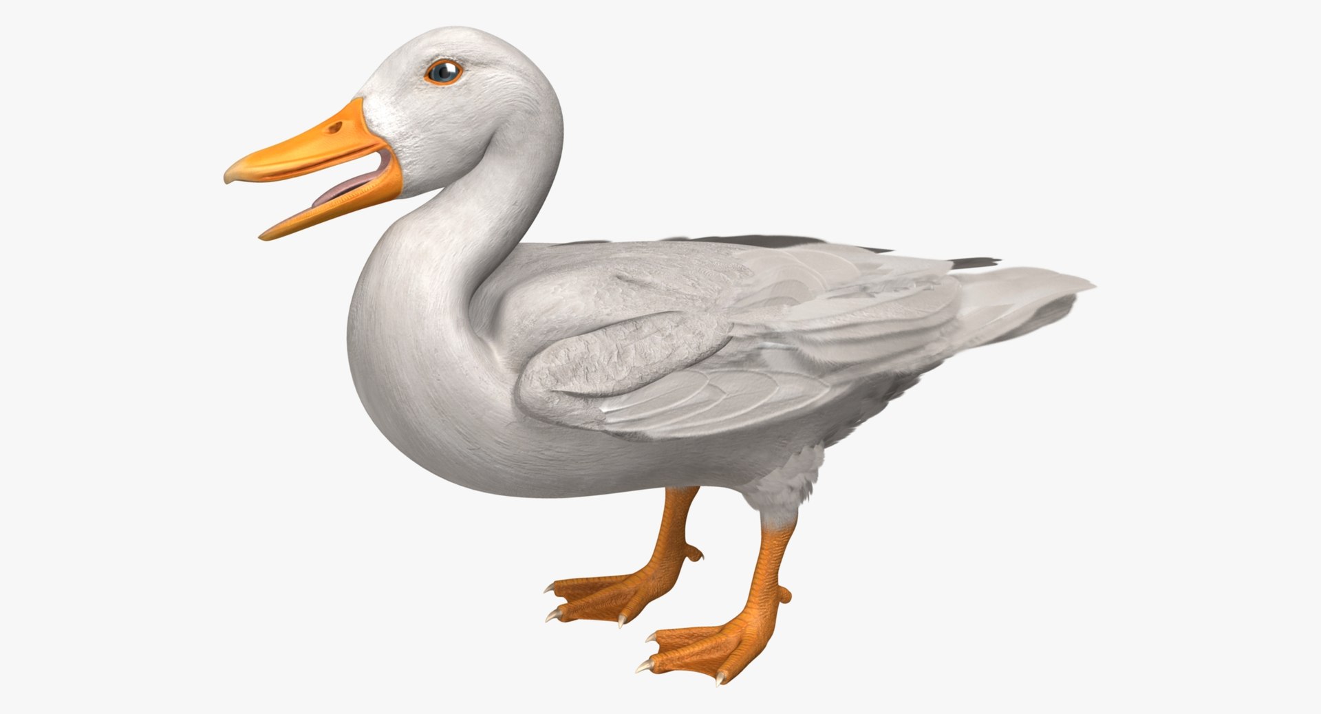anas platyrhynchos white domestic 3d obj https://p.turbosquid.com/ts-thumb/QH/1MNpSs/DhxLlKMt/rp01/jpg/1465538158/1920x1080/fit_q87/d6116a064b14726eb8b279154efb8ad390edbbd3/rp01.jpg