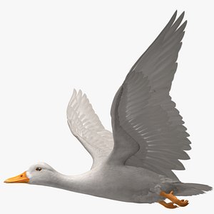 Anas Platyrhynchos "White Domestic Duck"