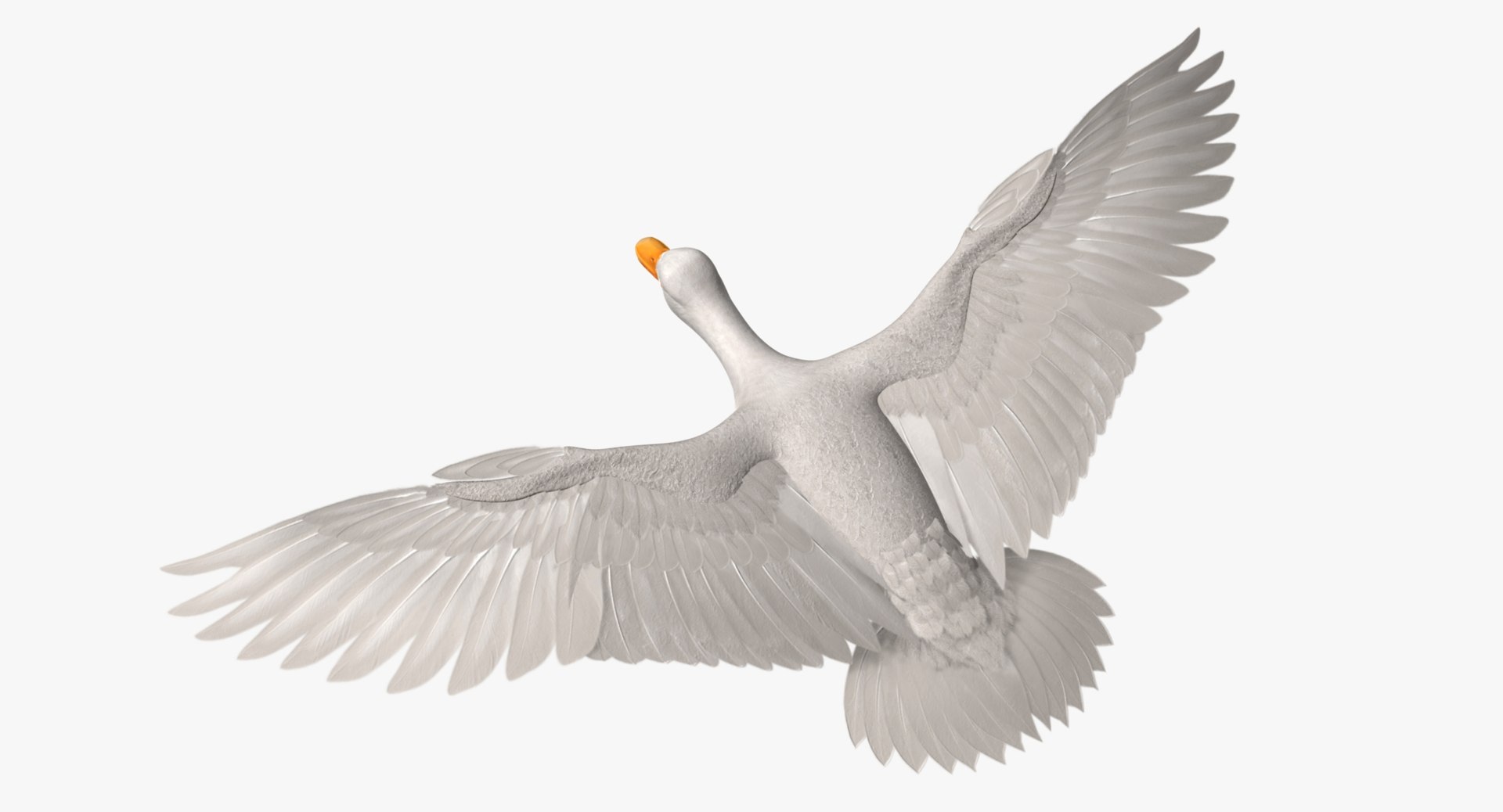 anas platyrhynchos white domestic 3d obj https://p.turbosquid.com/ts-thumb/QH/1MNpSs/UasJGobS/rp04/jpg/1465538158/1920x1080/fit_q87/2f3edab1baee57ce95b60c14194c619754dafc8b/rp04.jpg