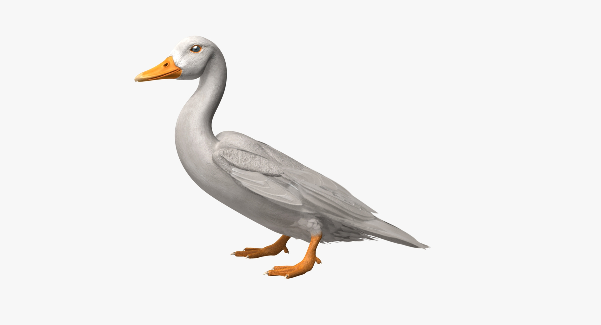 anas platyrhynchos white domestic 3d obj https://p.turbosquid.com/ts-thumb/QH/1MNpSs/Uk5TbHUL/domestic_white_duck_rot2/jpg/1465563896/1920x1080/turn_fit_q99/76c150b3c3af664dce5a8c9bd4d9346a68eb80c7/domestic_white_duck_rot2-1.jpg