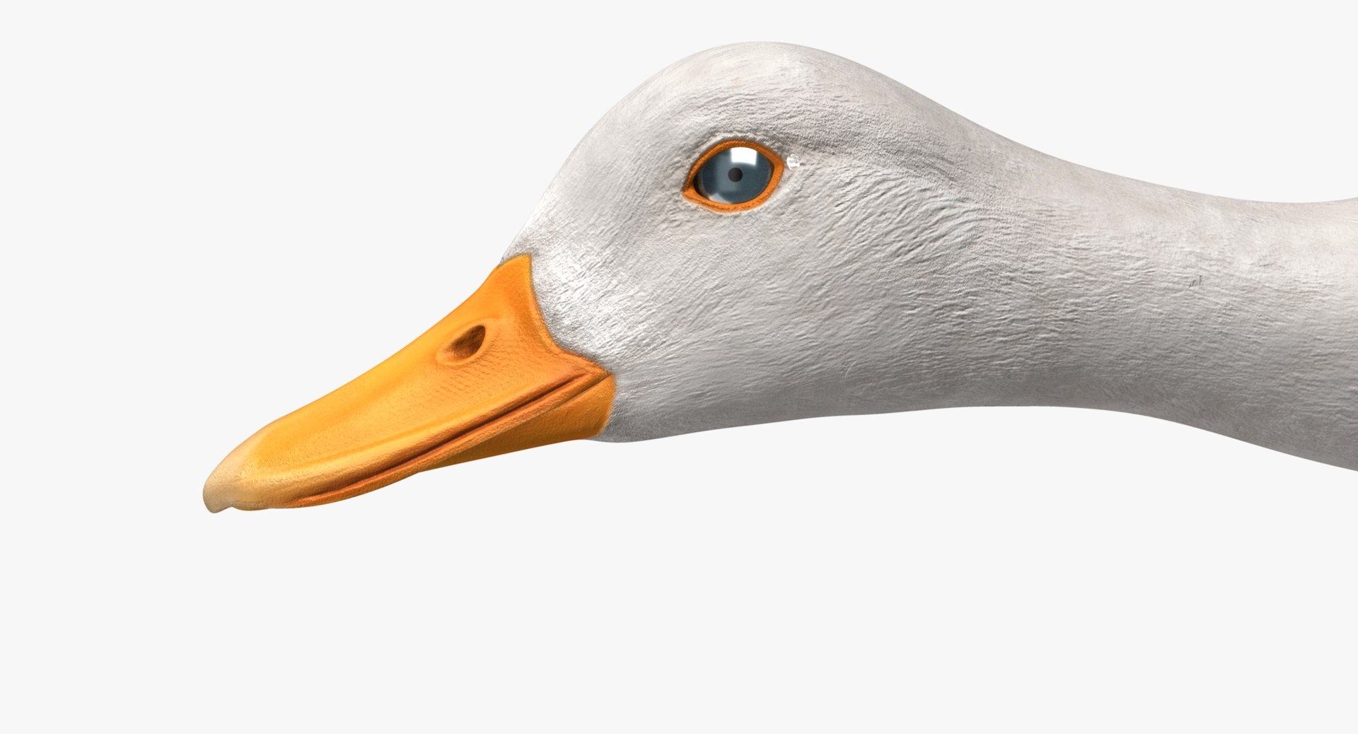 anas platyrhynchos white domestic 3d obj https://p.turbosquid.com/ts-thumb/QH/1MNpSs/oCIZQ5nX/rp09/jpg/1465538158/1920x1080/fit_q87/8a8d798db9b1fb784ab044851e6bcf85019b6e10/rp09.jpg