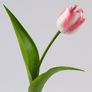 tulip 3d 3ds