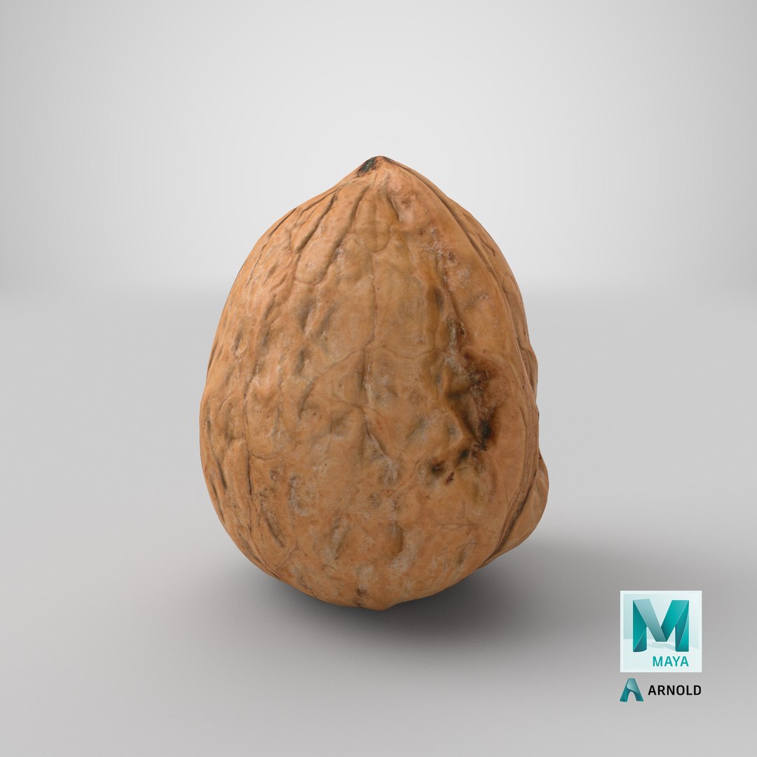 3D Walnut Shell 03 model https://p.turbosquid.com/ts-thumb/QH/8wmJqr/7P/stemcell_maya_arnold_render/png/1676054879/1920x1080/fit_q87/41743853242ab91570937b93cde7371899f5d944/stemcell_maya_arnold_render.jpg