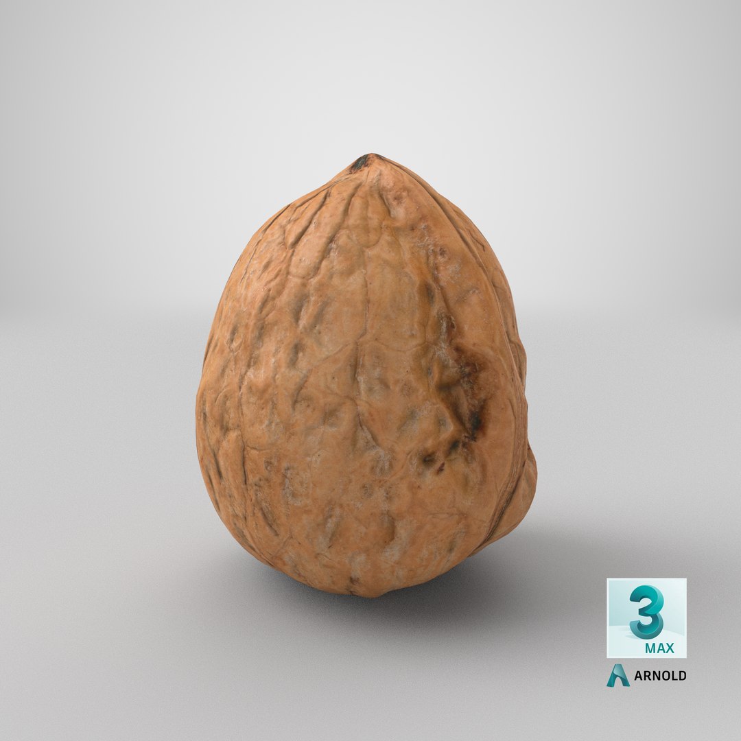 3D Walnut Shell 03 model https://p.turbosquid.com/ts-thumb/QH/8wmJqr/OB/stemcell_max_arnold_render/png/1676054885/1920x1080/fit_q87/ebbd1f06b5addac2265c88b29688daefa43a7bf1/stemcell_max_arnold_render.jpg