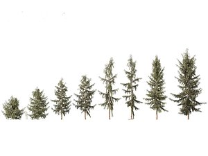 Picea breweriana - Brewers spruce 3D model