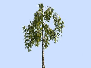 tree scanned ready 3D