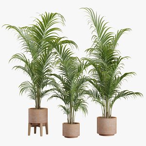 3D Dypsis Lutescens Set 03 - Areca Palm