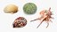 3D Sea Shells Collection 7